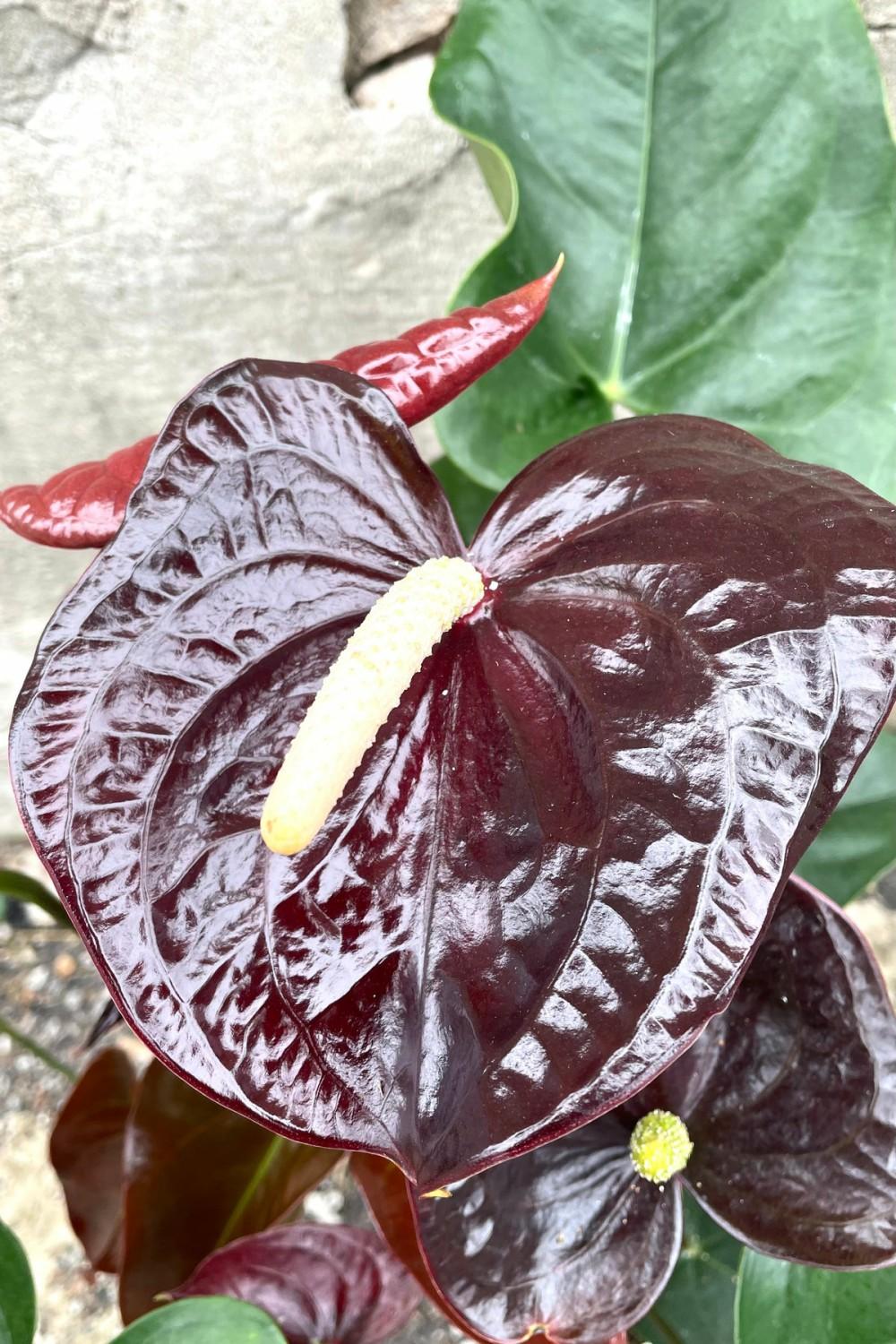 Indoor Plants |   Anthurium ‘sempre Black’ 6″ Garden Indoor Plants