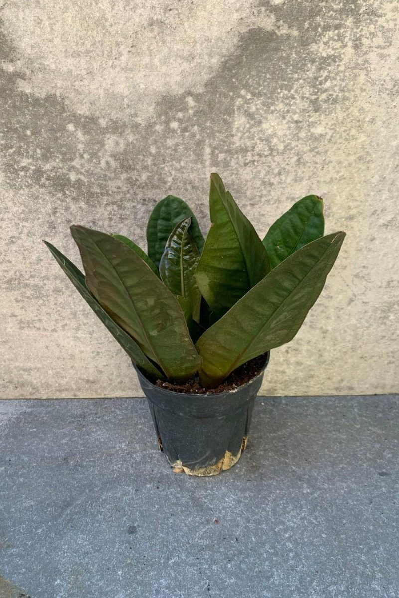 Indoor Plants |   Anthurium Superbum 6″ Garden Indoor Plants