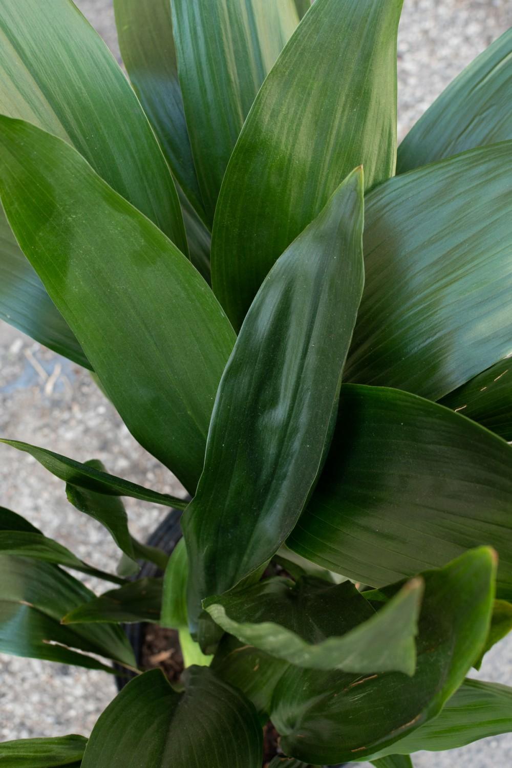 Indoor Plants |   Aspidistra 10″ Garden Indoor Plants