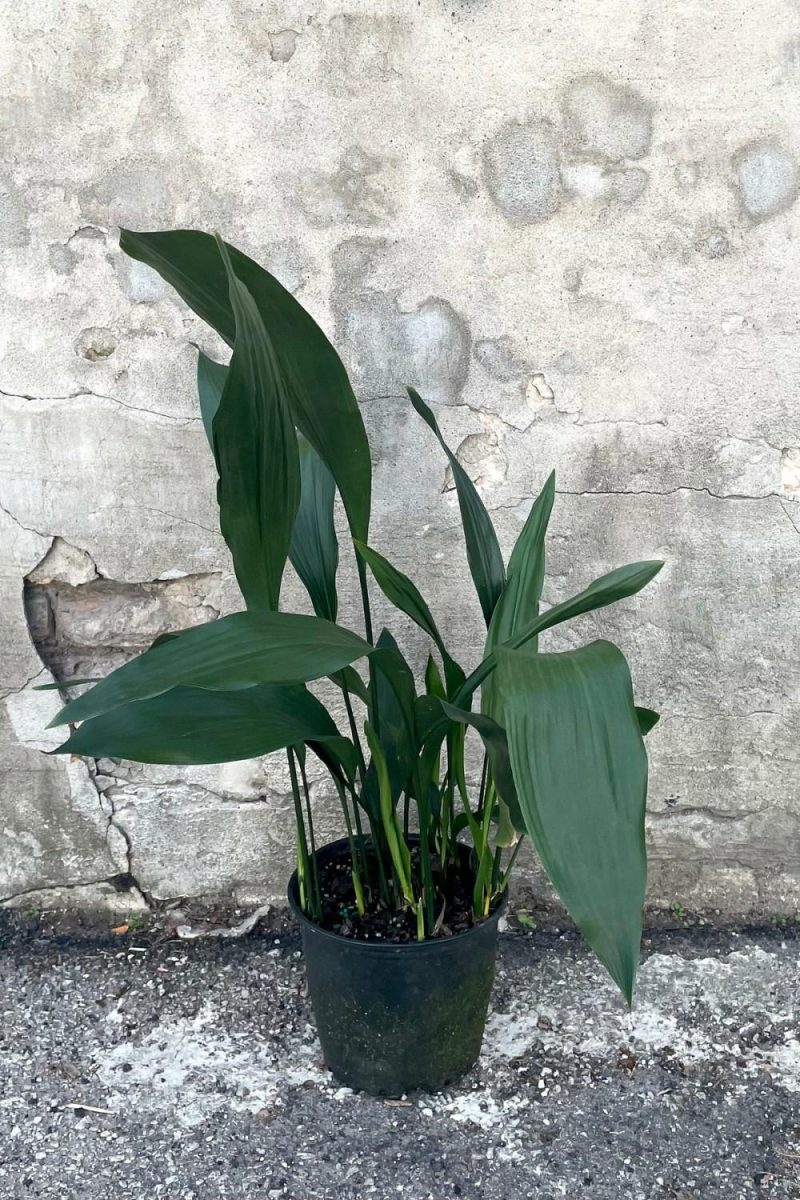 Indoor Plants |   Aspidistra 8″ Garden Indoor Plants