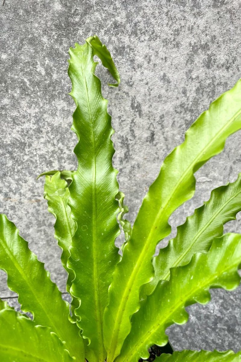 Indoor Plants |   Asplenium Antiquum ‘Victoria’ 4″ Garden Indoor Plants