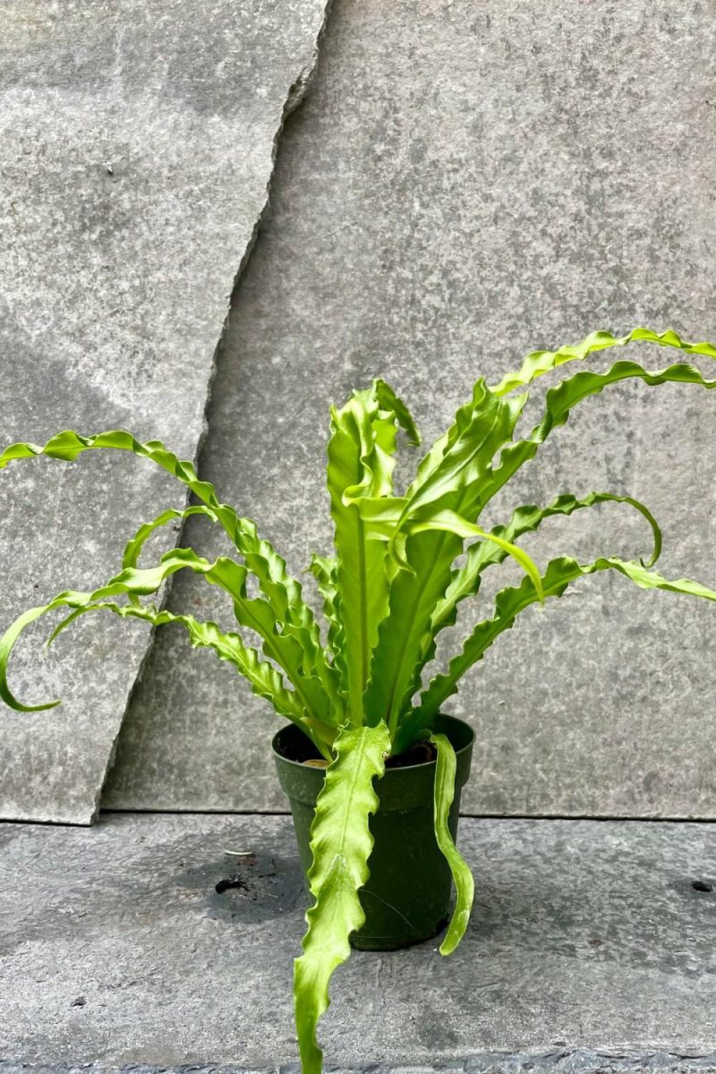 Indoor Plants |   Asplenium Antiquum ‘Victoria’ 4″ Garden Indoor Plants