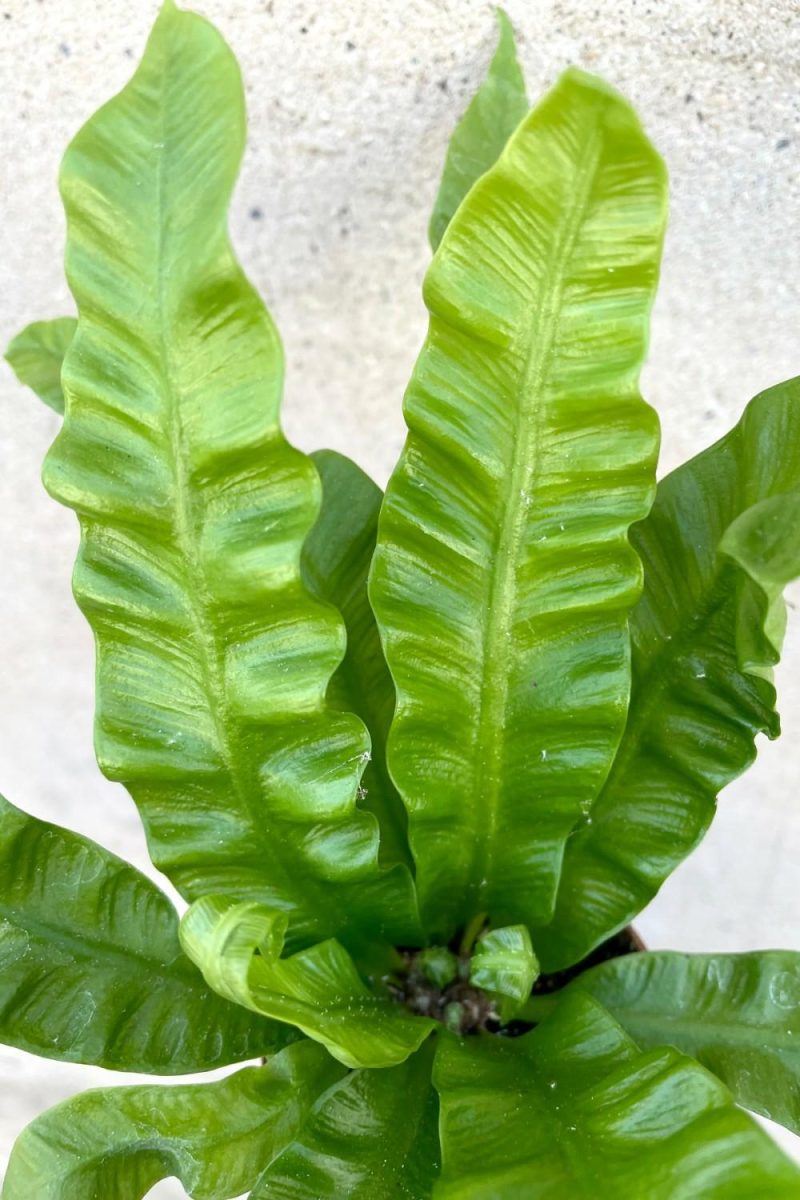 Indoor Plants |   Asplenium Nidus ‘Crispy Wave’ 2.5″ Garden Indoor Plants