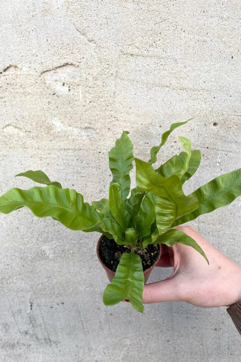 Indoor Plants |   Asplenium Nidus ‘Crispy Wave’ 2.5″ Garden Indoor Plants