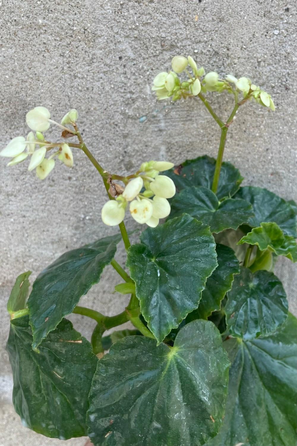 Indoor Plants |   Begonia Odorata ‘Alba’ 4″ Garden Indoor Plants