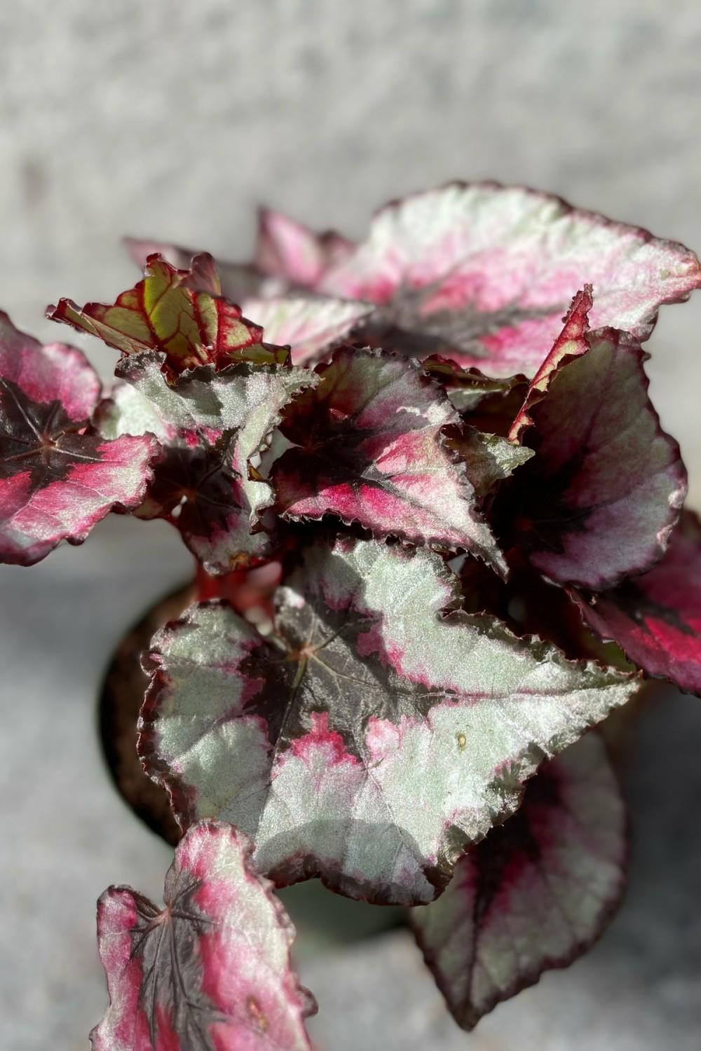 Indoor Plants |   Begonia Rex-Cultorum 4″ Garden Indoor Plants