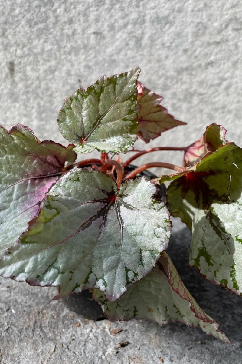 Indoor Plants |   Begonia Rex-Cultorum 4″ Garden Indoor Plants