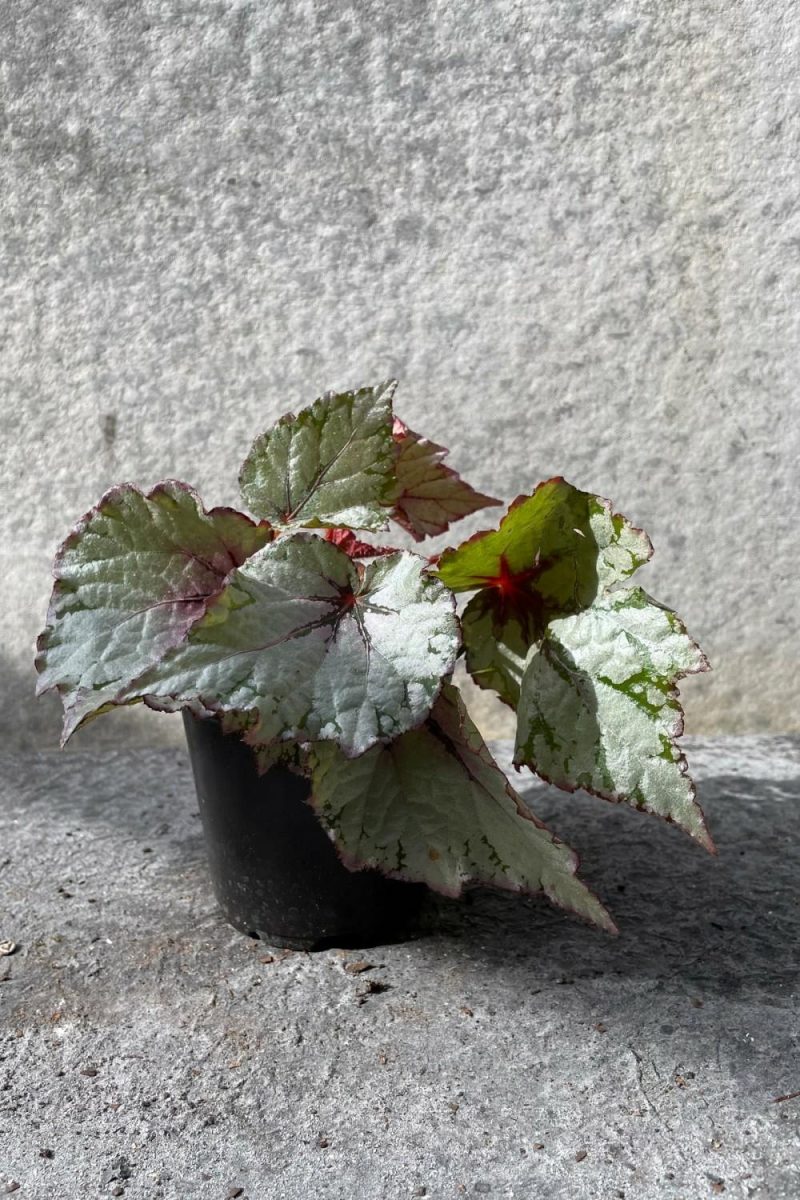 Indoor Plants |   Begonia Rex-Cultorum 4″ Garden Indoor Plants