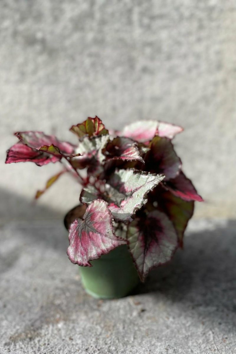 Indoor Plants |   Begonia Rex-Cultorum 4″ Garden Indoor Plants