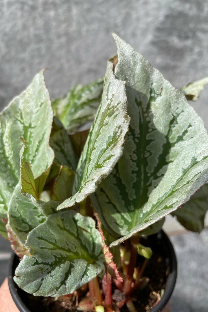 Indoor Plants |   Begonia Rex-Cultorum 4″ Garden Indoor Plants