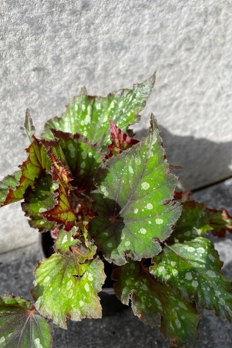 Indoor Plants |   Begonia Rex-Cultorum 4″ Garden Indoor Plants