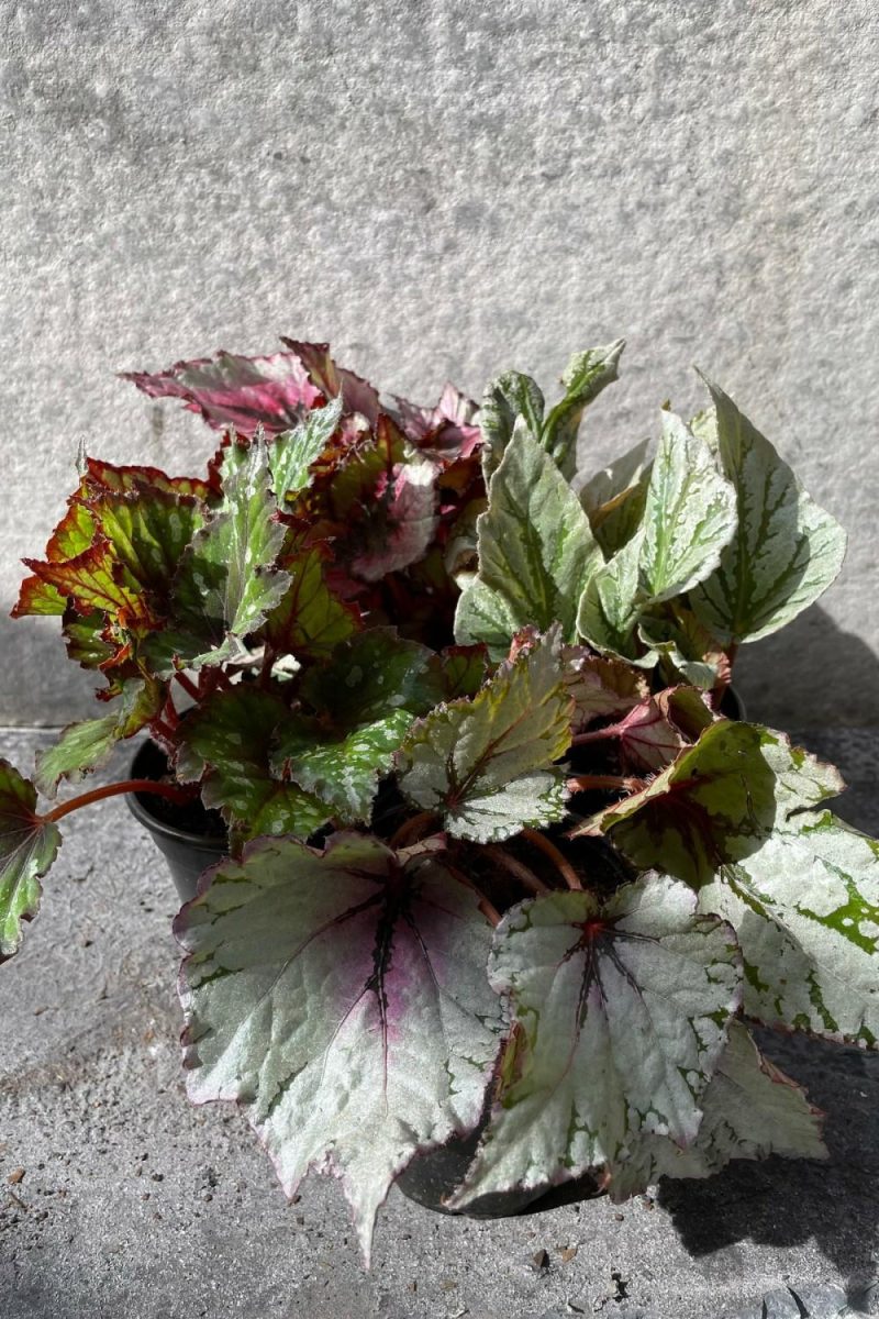 Indoor Plants |   Begonia Rex-Cultorum 4″ Garden Indoor Plants