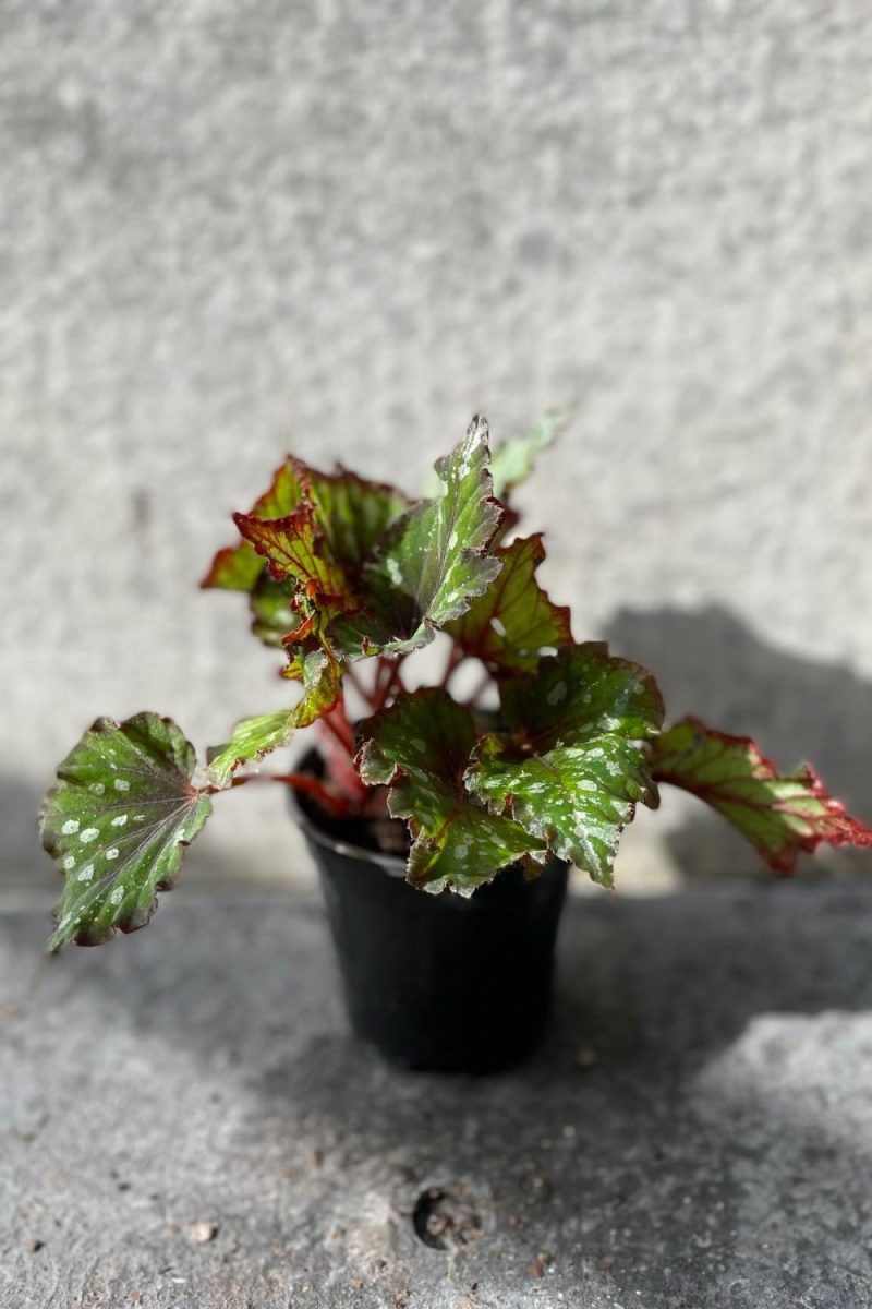 Indoor Plants |   Begonia Rex-Cultorum 4″ Garden Indoor Plants