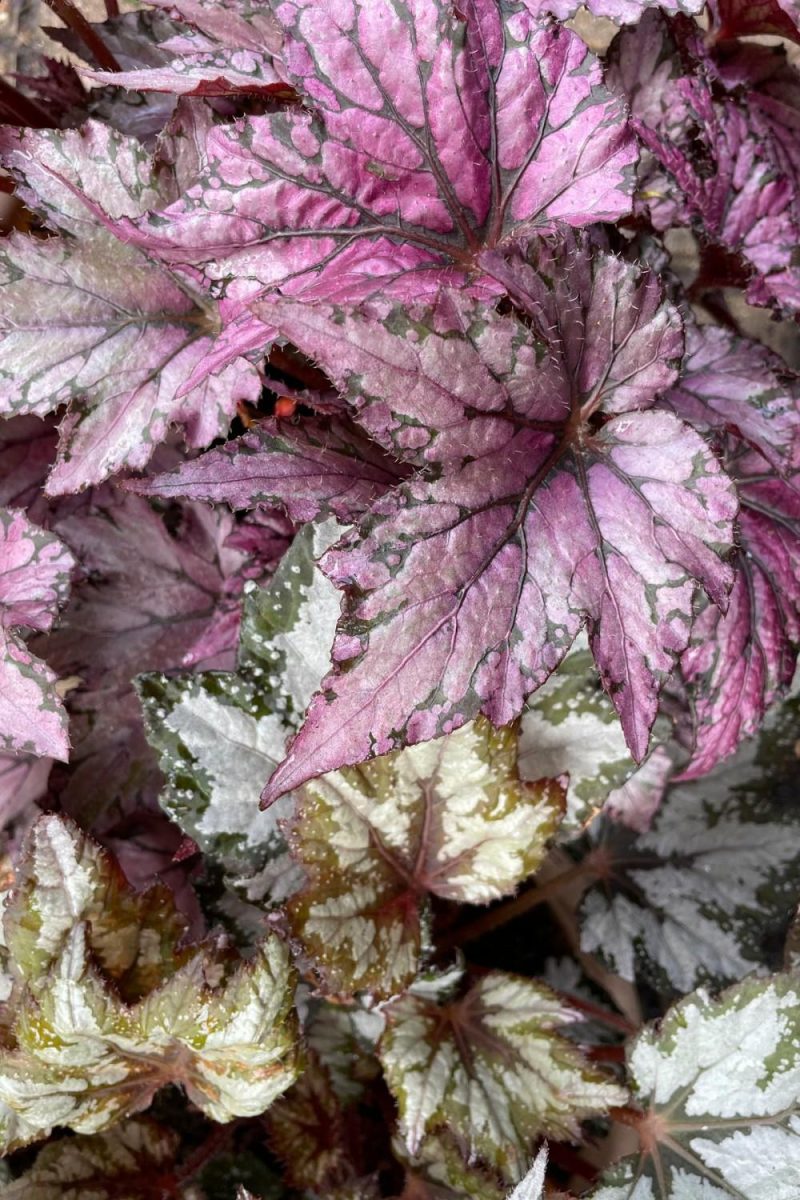 Indoor Plants |   Begonia Rex-Cultorum 4″ Garden Indoor Plants