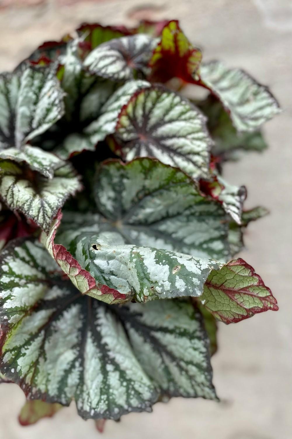 Indoor Plants |   Begonia Rex-Cultorum 8″ Garden Indoor Plants