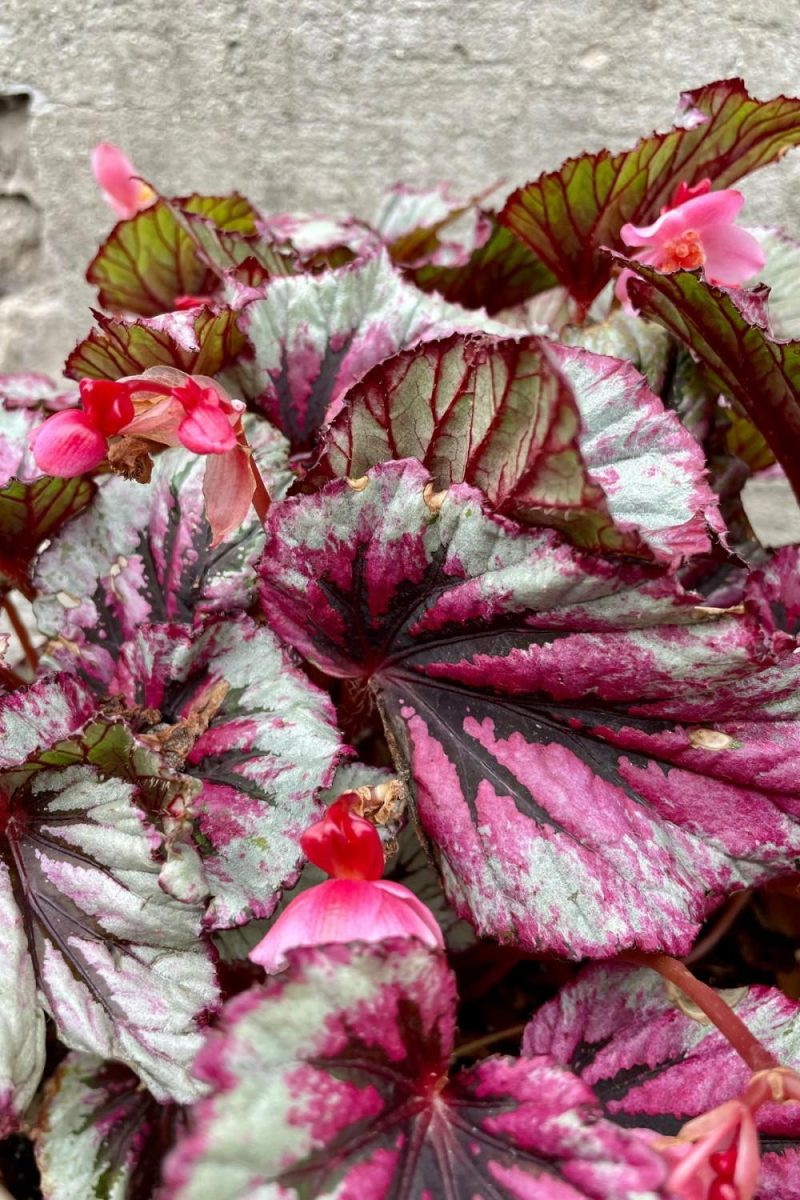 Indoor Plants |   Begonia Rex-Cultorum 8″ Garden Indoor Plants