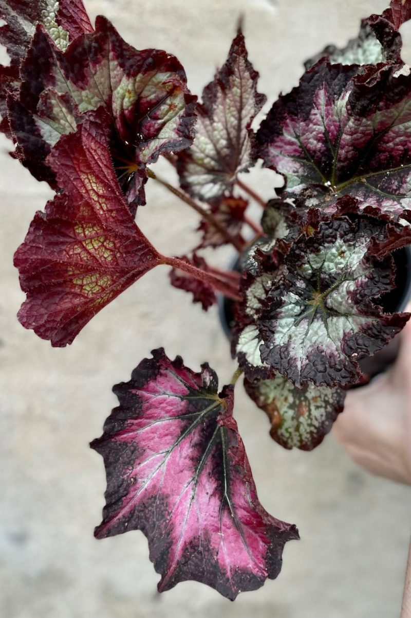 Indoor Plants |   Begonia Rex-Cultorum 8″ Garden Indoor Plants