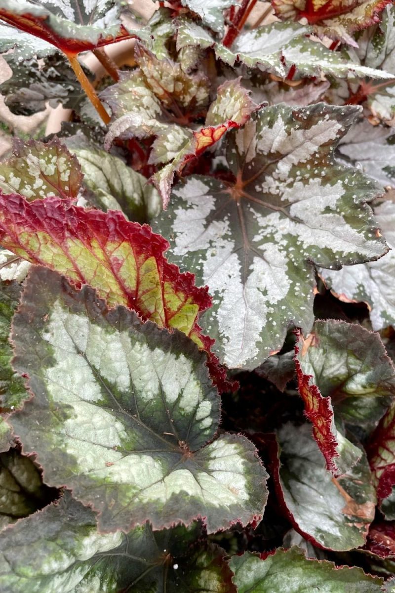 Indoor Plants |   Begonia Rex-Cultorum 8″ Garden Indoor Plants