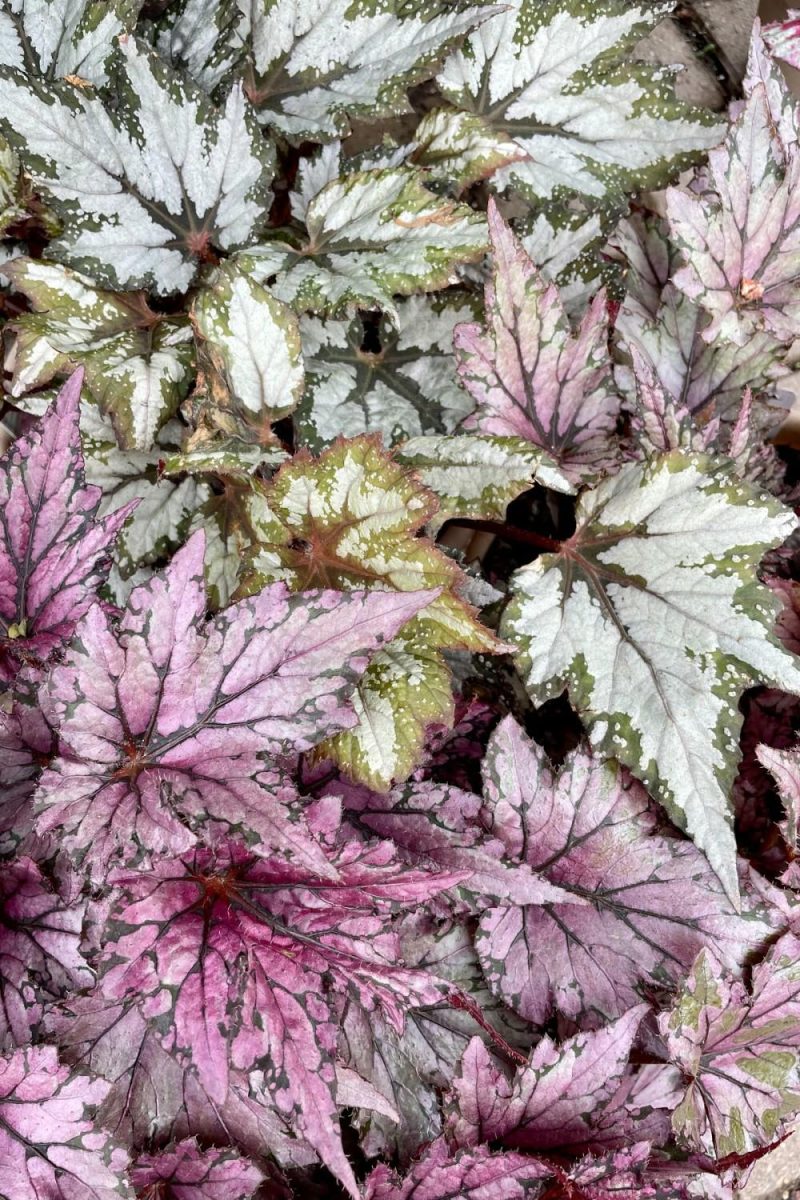 Indoor Plants |   Begonia Rex-Cultorum 8″ Garden Indoor Plants