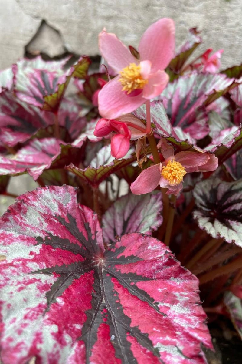 Indoor Plants |   Begonia Rex-Cultorum 8″ Garden Indoor Plants