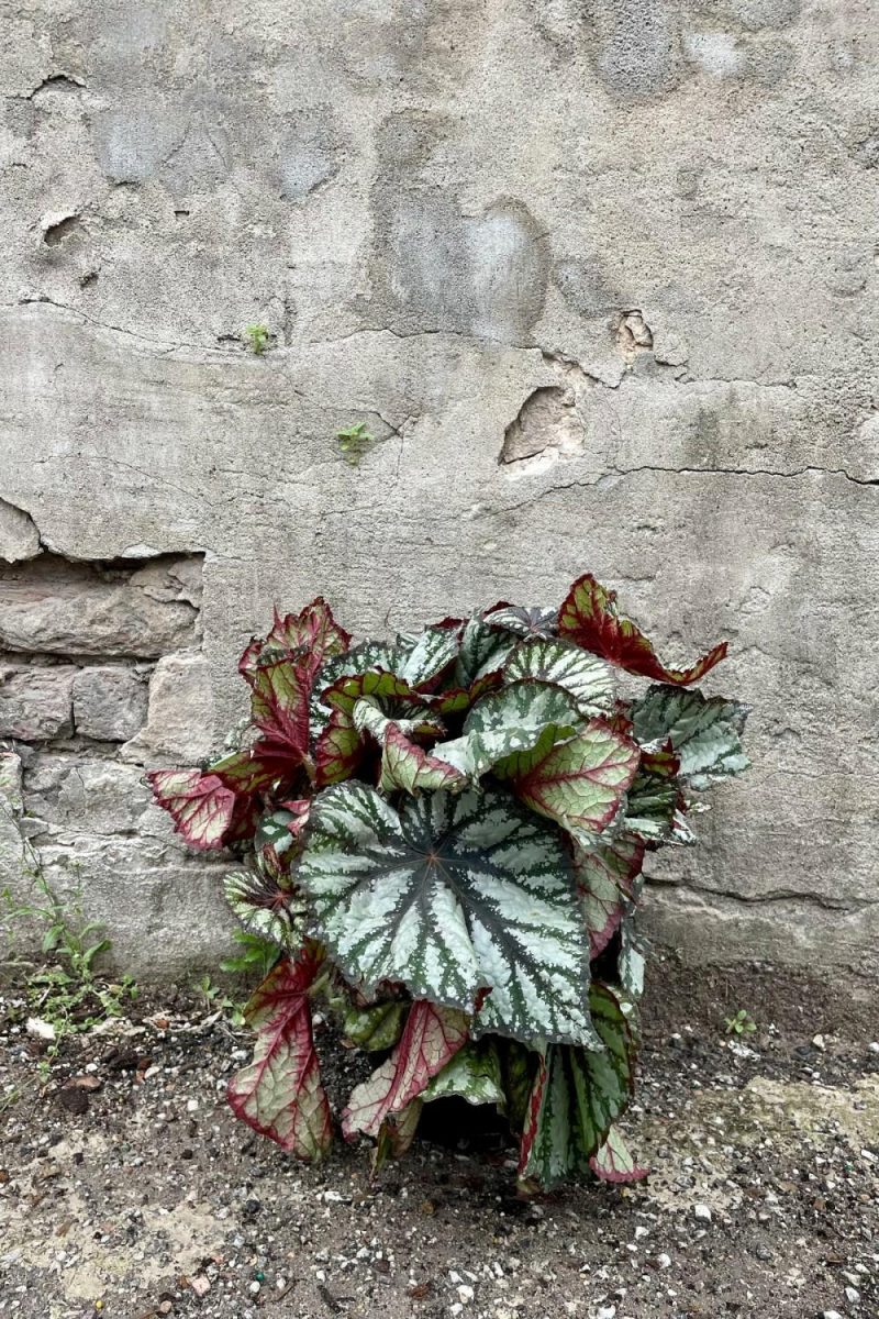 Indoor Plants |   Begonia Rex-Cultorum 8″ Garden Indoor Plants