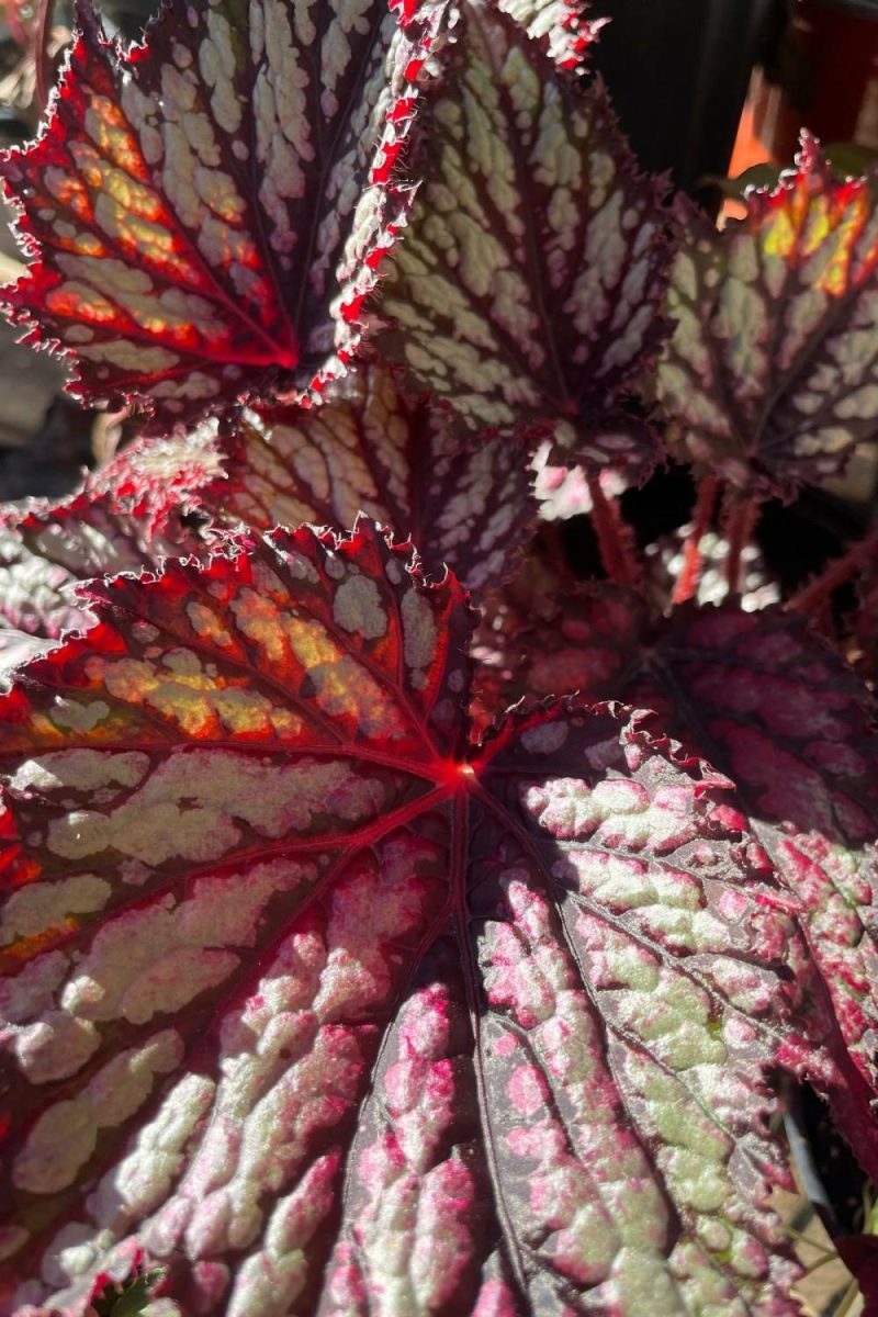 Indoor Plants |   Begonia Rex-Cultorum 8″ Garden Indoor Plants