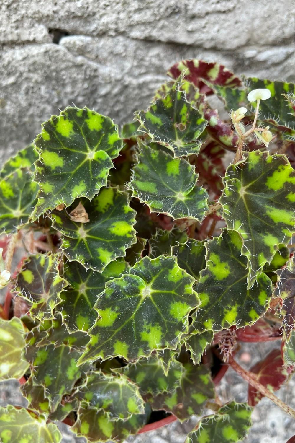 Indoor Plants |   Begonia Rex-Cultorum ‘Tiger Paws’ 4″ Garden Indoor Plants