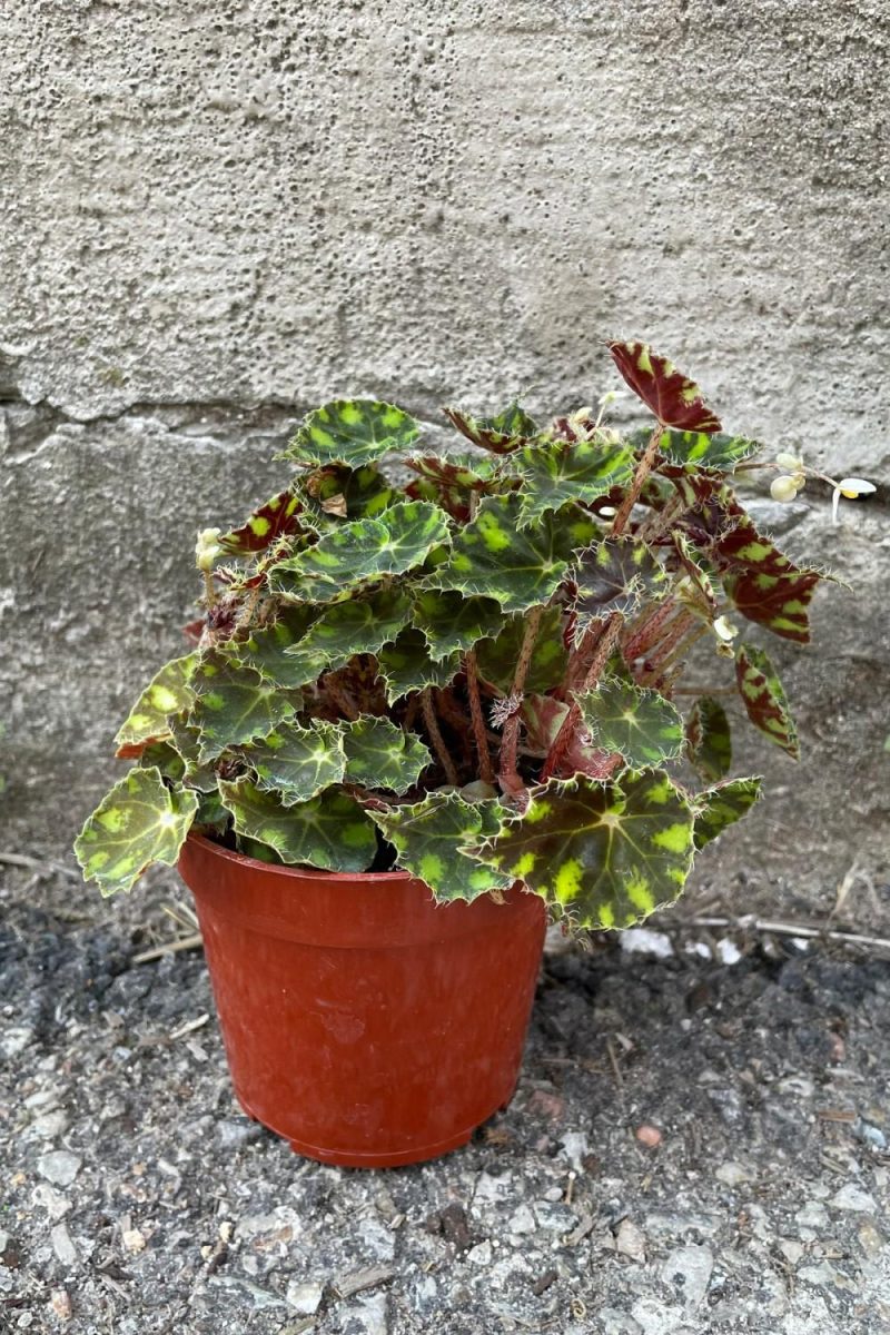 Indoor Plants |   Begonia Rex-Cultorum ‘Tiger Paws’ 4″ Garden Indoor Plants