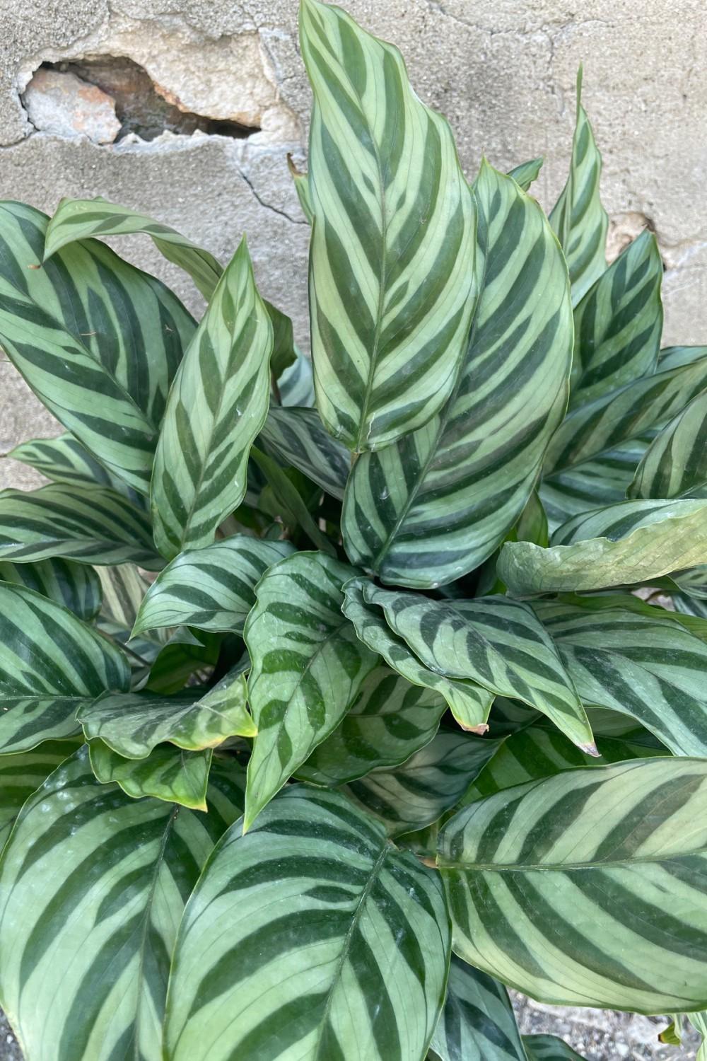 Indoor Plants |   Calathea ‘Freddie’ 8″ Garden Indoor Plants