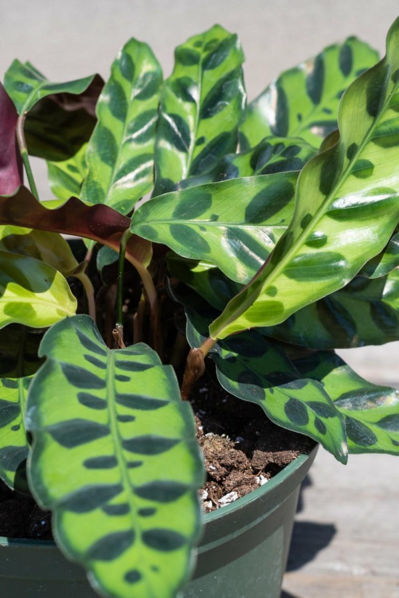 Indoor Plants |   Calathea Lancifolia 6″ Garden Indoor Plants