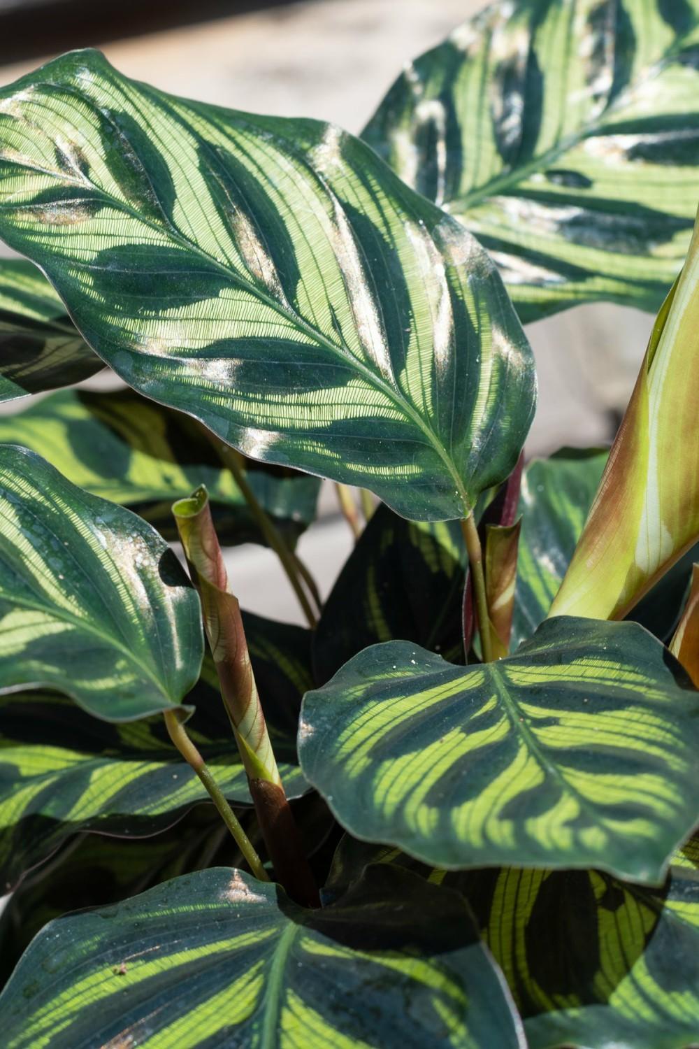 Indoor Plants |   Calathea Makoyana “Peacock Calathea” 6″ Garden Indoor Plants