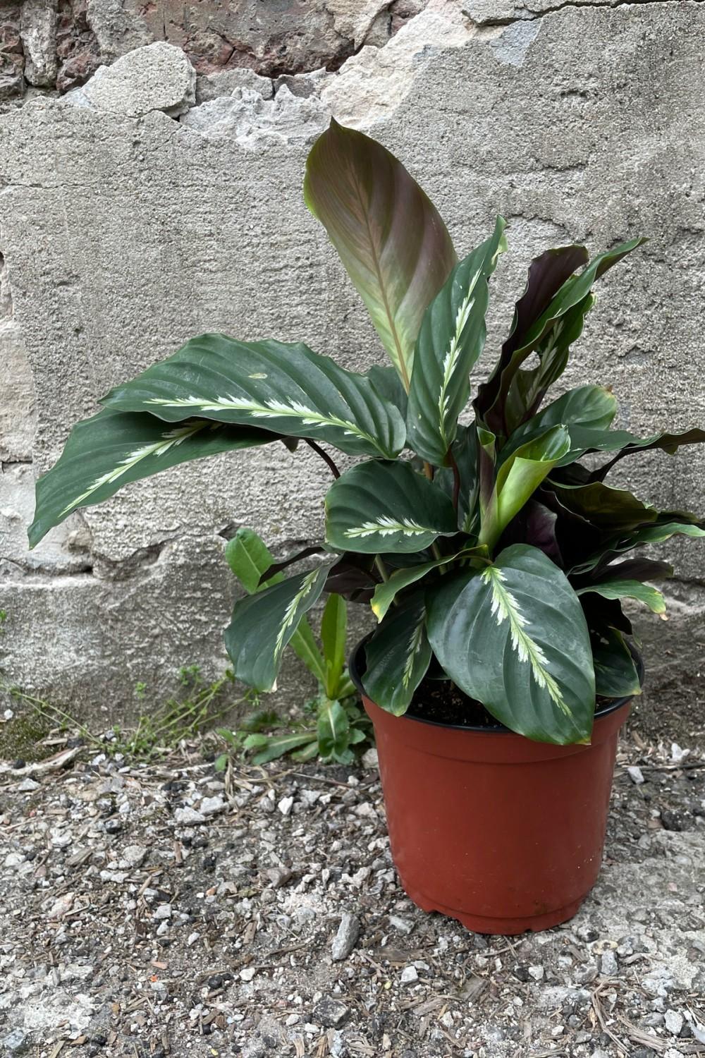 Indoor Plants |   Calathea ‘Maui Queen’ 6″ Garden Indoor Plants