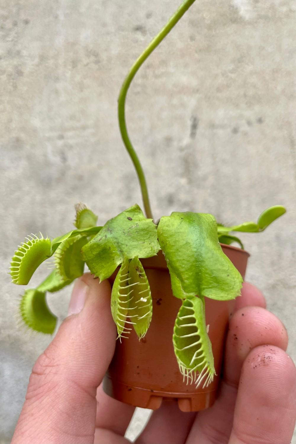 Indoor Plants |   Carnivorous 2″ Garden Indoor Plants