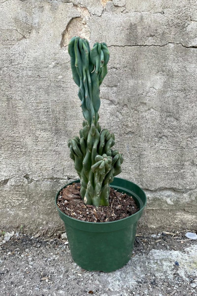 Indoor Plants |   Cereus Peruvianus ‘Monstrose’ 8″ Garden Indoor Plants