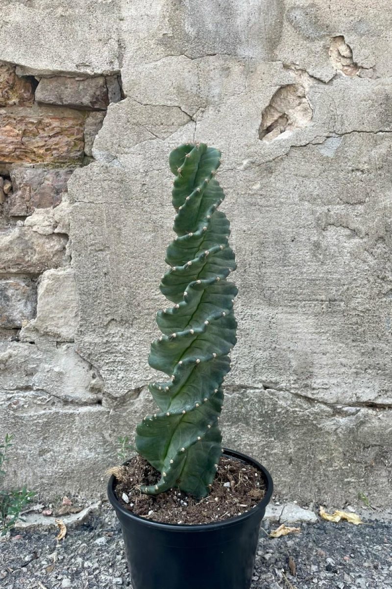 Indoor Plants |   Cereus Peruvianus ‘spiralis’ 6″ Garden Indoor Plants