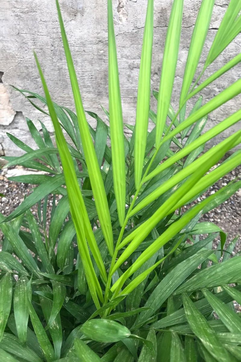 Indoor Plants |   Chamaedorea Elegans “Neanthe Bella” 8″ Garden Indoor Plants