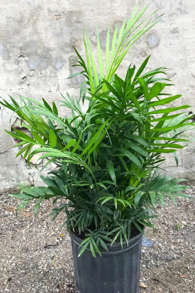 Indoor Plants |   Chamaedorea Elegans “Neanthe Bella” 8″ Garden Indoor Plants