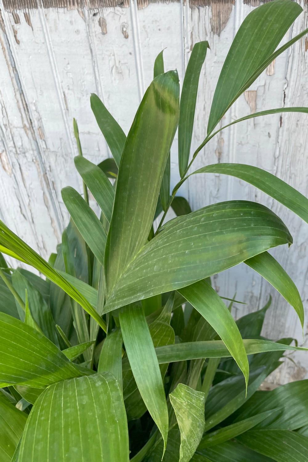 Indoor Plants |   Chamaedorea Seifrizii “Bamboo Palm” 8″ Garden Indoor Plants