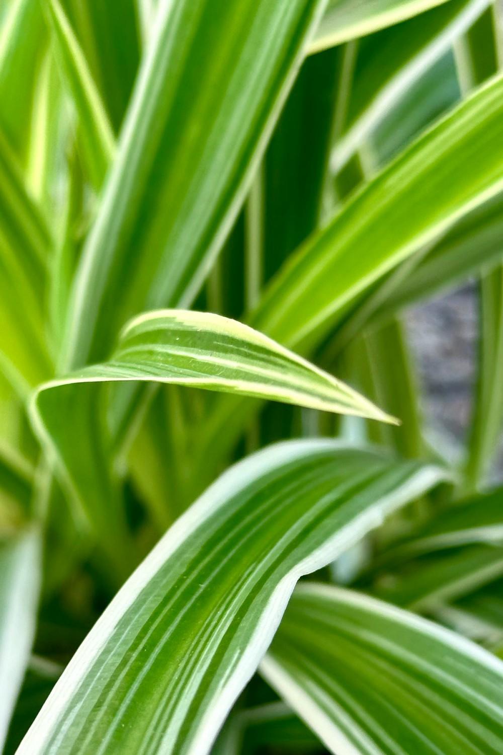 Indoor Plants |   Chlorophytum Comosum ‘Ocean’ 6″ Garden Indoor Plants