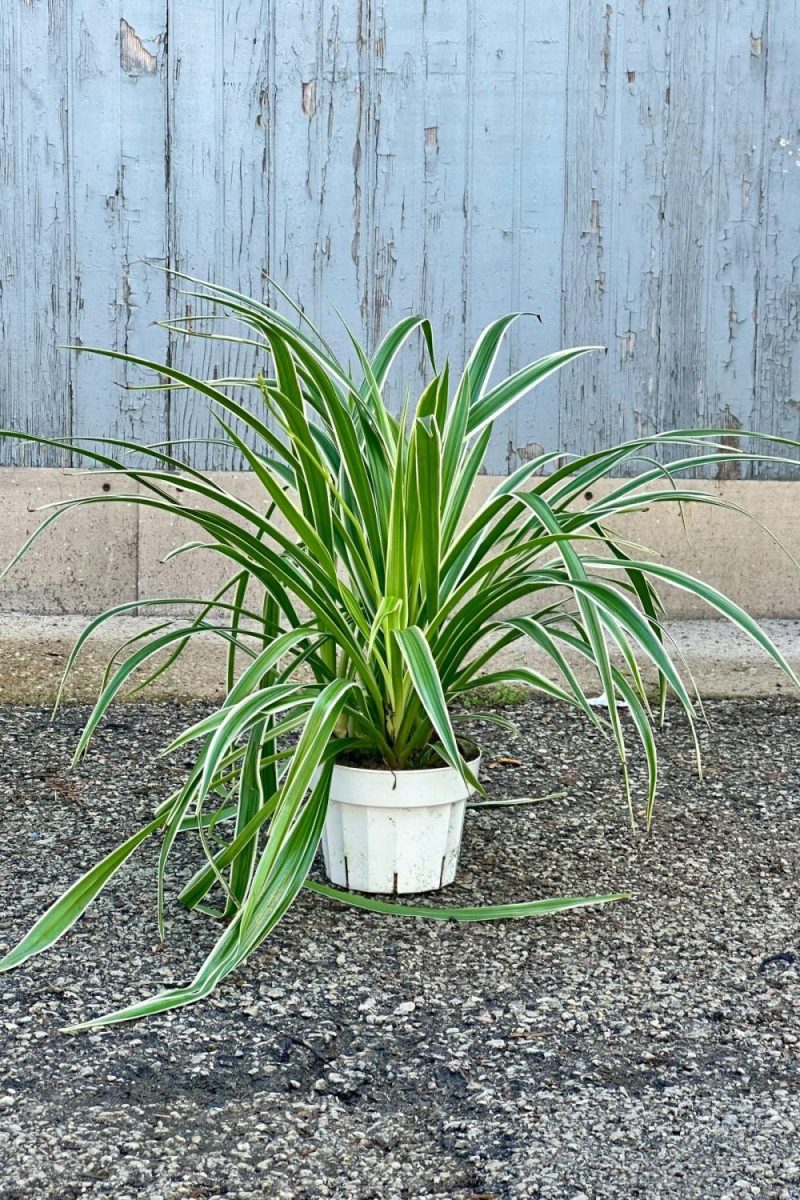 Indoor Plants |   Chlorophytum Comosum ‘Ocean’ 6″ Garden Indoor Plants