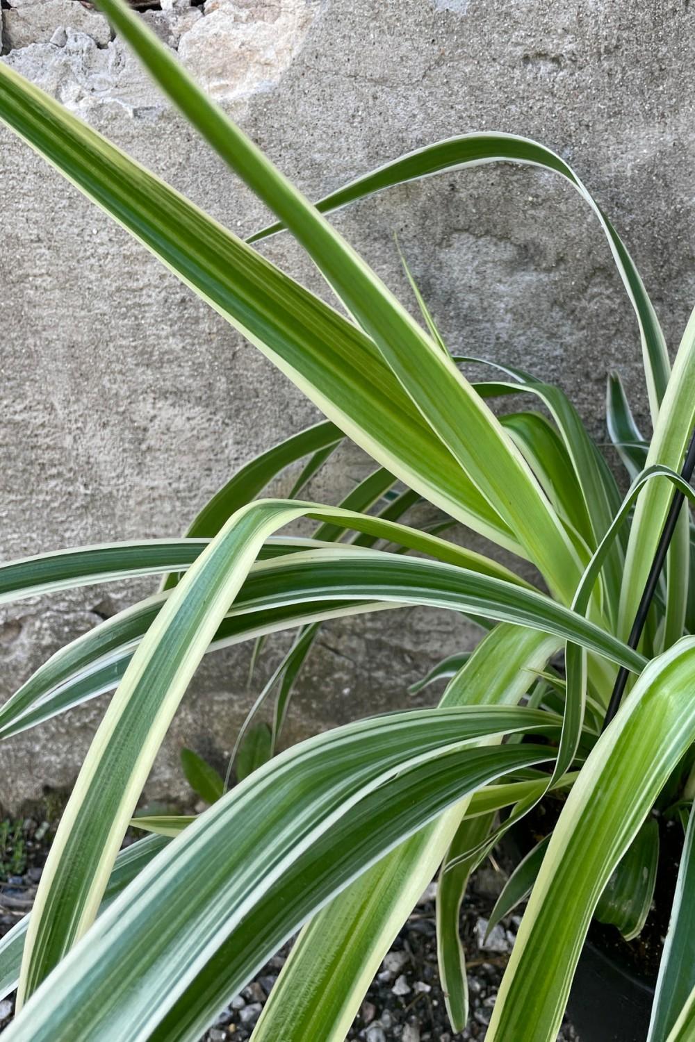 Indoor Plants |   Chlorophytum Comosum ‘Reverse Variegated’ 8″ Garden Indoor Plants