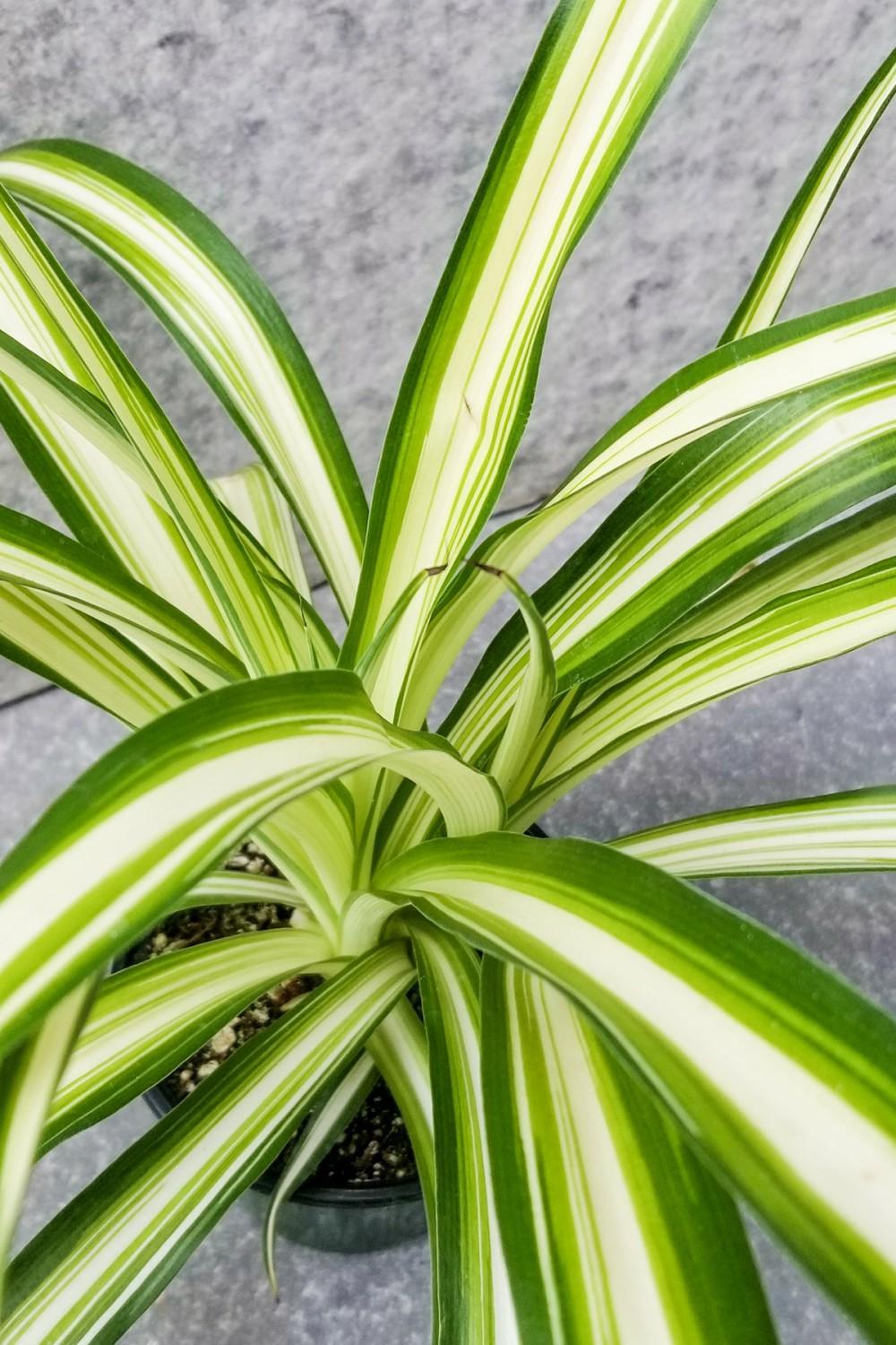 Indoor Plants |   Chlorophytum Comosum ‘Variegatum’ 4″ Garden Indoor Plants