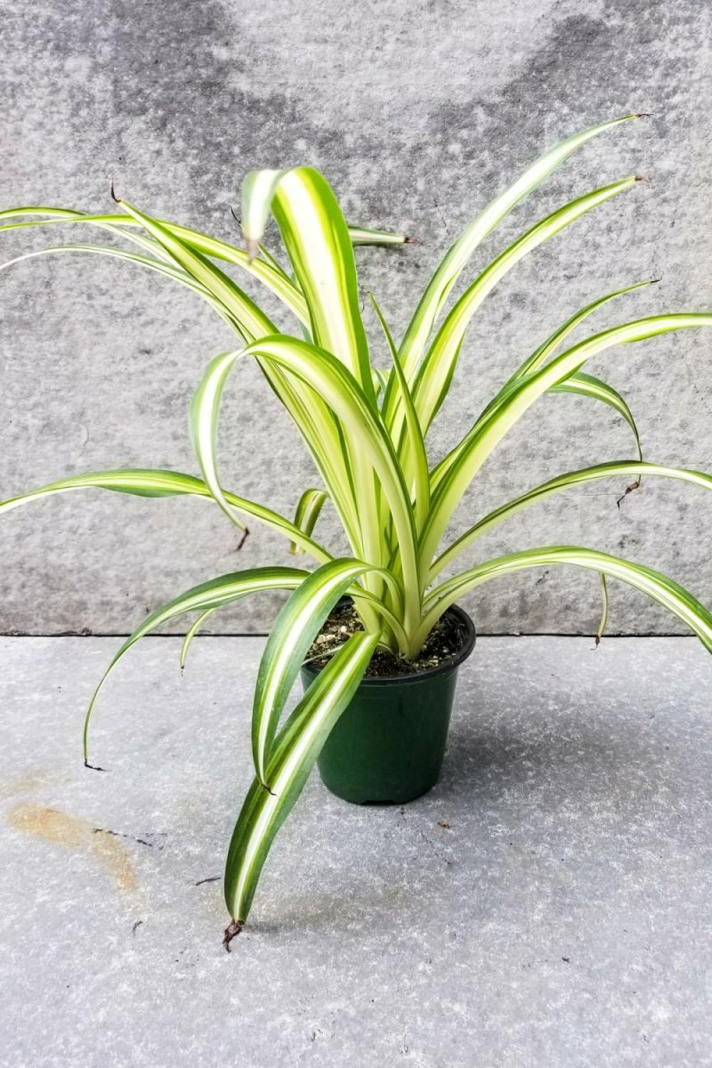 Indoor Plants |   Chlorophytum Comosum ‘Variegatum’ 4″ Garden Indoor Plants