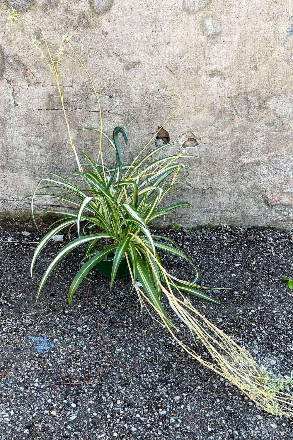 Indoor Plants |   Chlorophytum Comosum ‘Variegatum’ 8″ Garden Indoor Plants