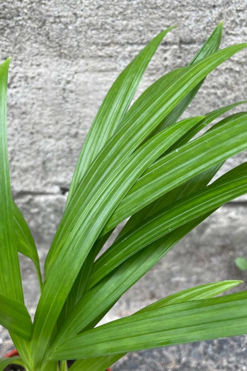 Indoor Plants |   Chrysalidocarpus Lutescens “Areca Palm” 4″ Garden Indoor Plants