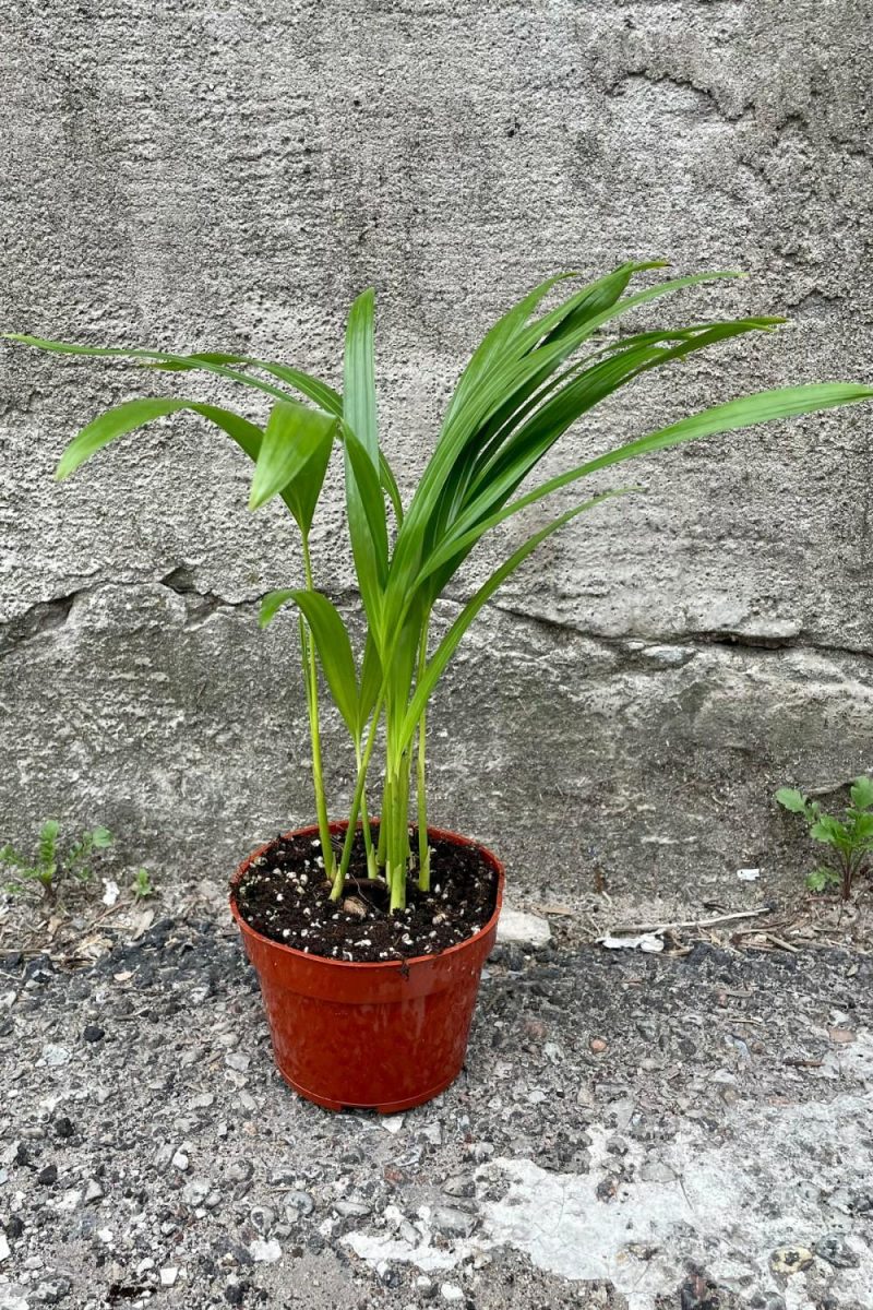 Indoor Plants |   Chrysalidocarpus Lutescens “Areca Palm” 4″ Garden Indoor Plants