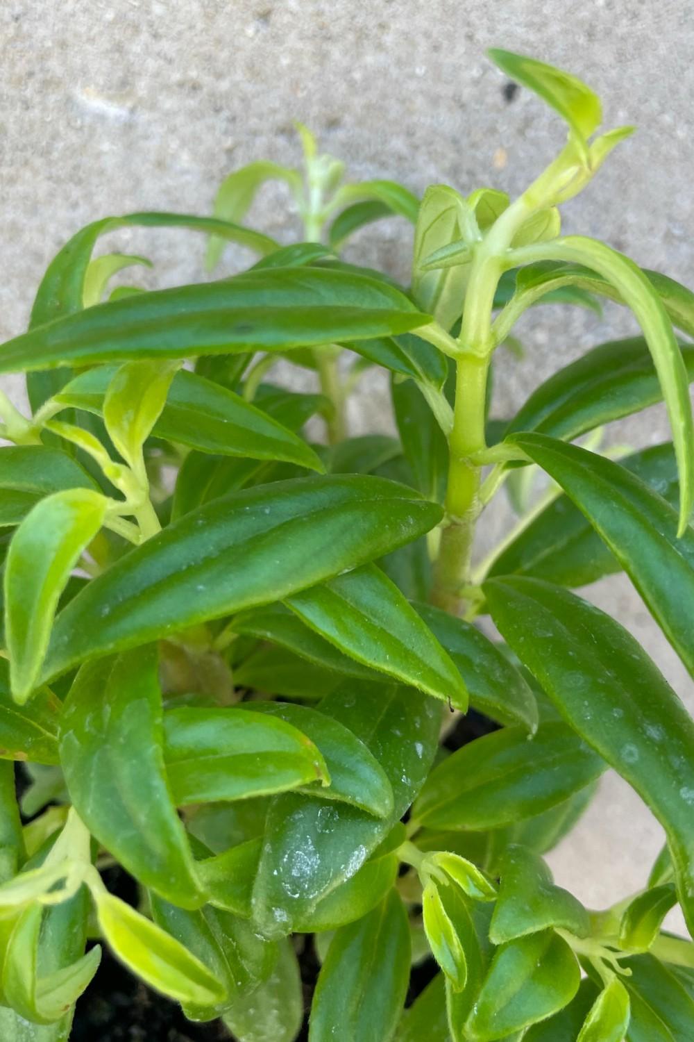 Indoor Plants |   Columnea “Flying Goldfish Plant” 4″ Garden Indoor Plants