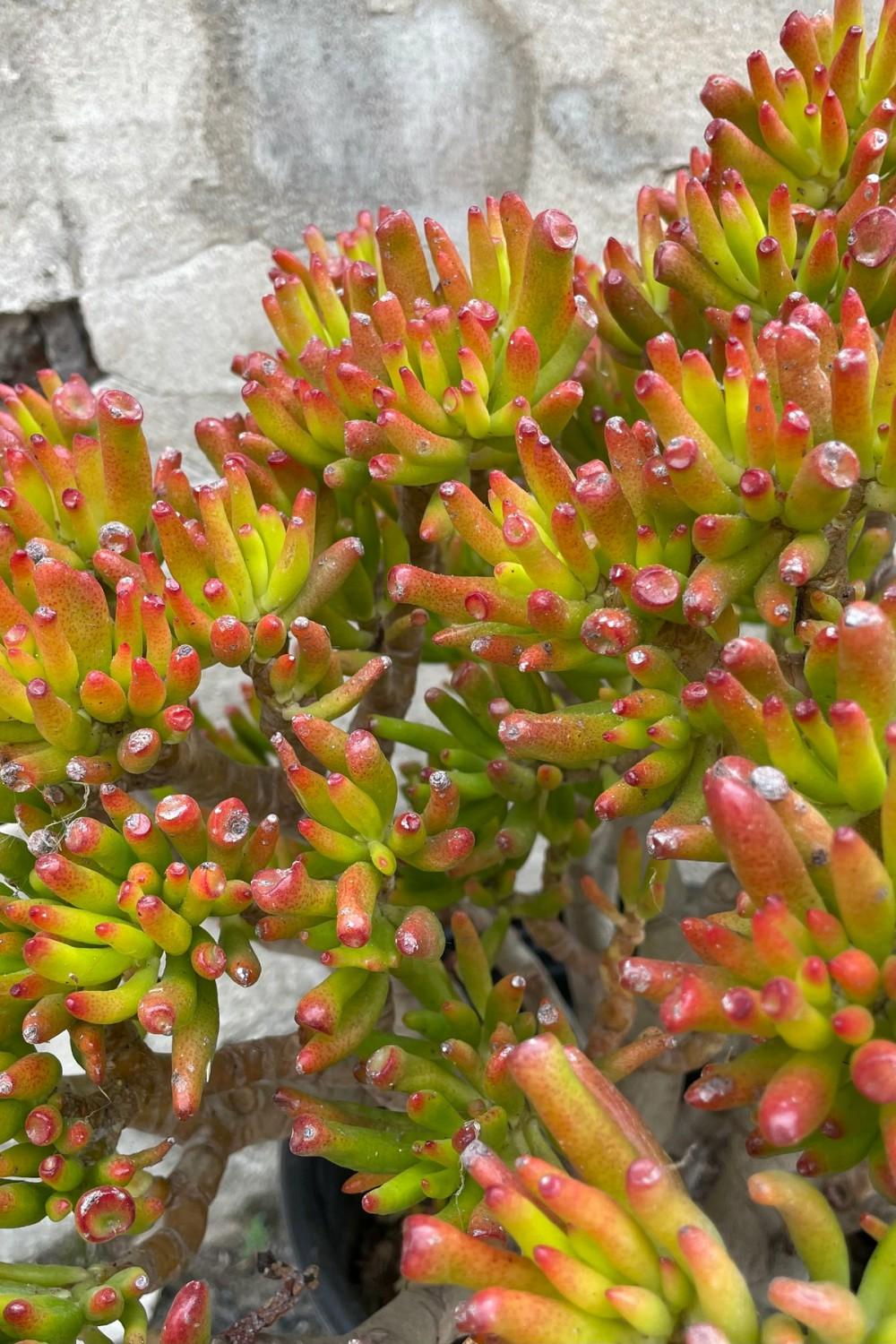 Indoor Plants |   Crassula Ovata ‘Gollum’ #5 Stump/Character Garden Indoor Plants