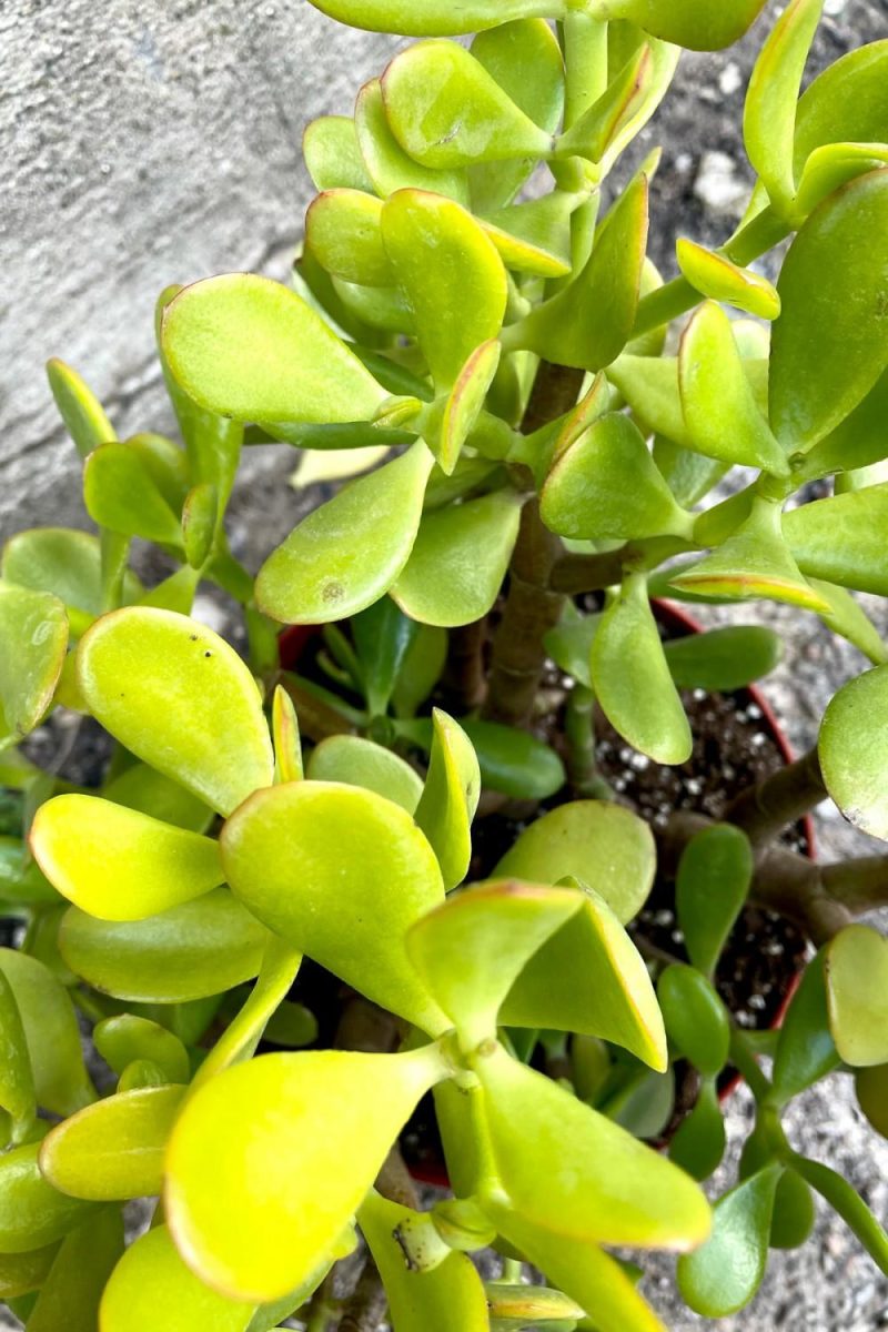 Indoor Plants |   Crassula Ovata “Jade” 8″ Garden Indoor Plants