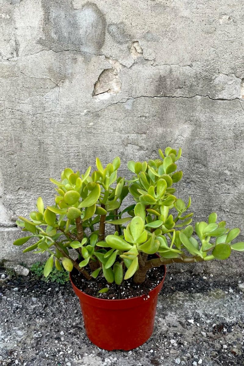 Indoor Plants |   Crassula Ovata “Jade” 8″ Garden Indoor Plants